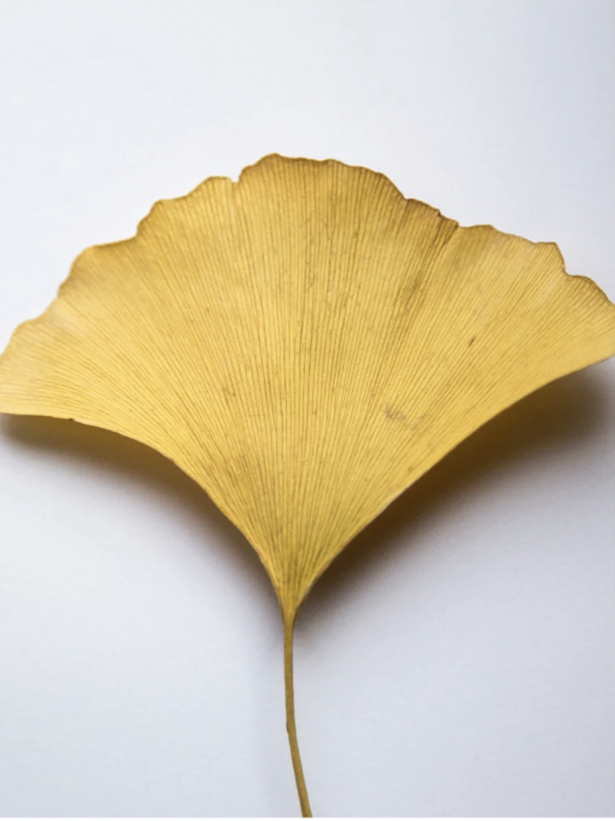 PROTECTOR. Anti-Oxydant Gingko Gel Booster - My Store