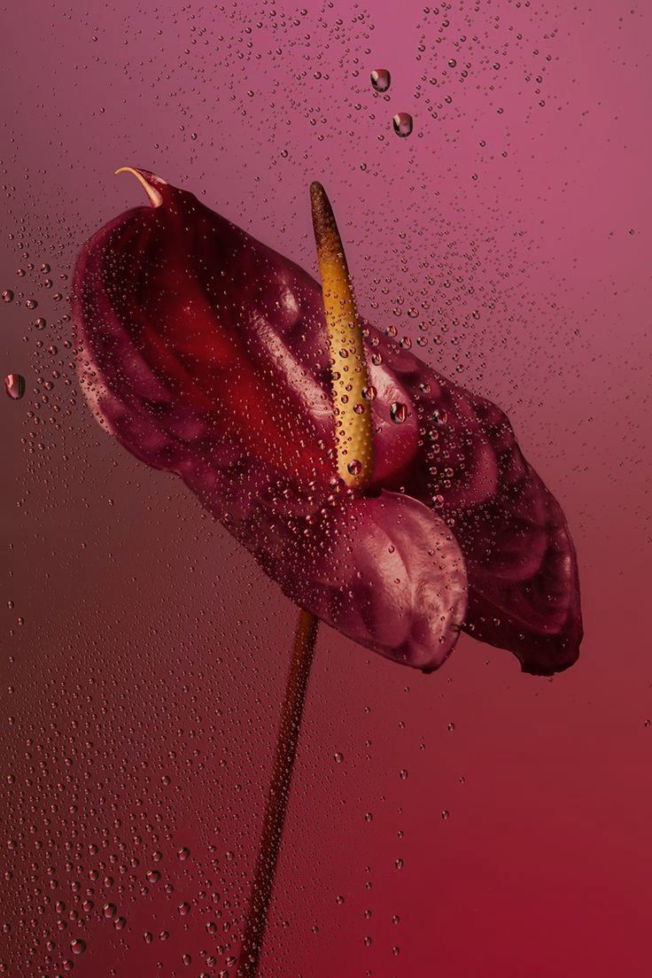 L&#39;huile nourrissante GOLDEN HOUR.